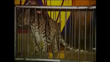 Circus Chaos: Porn Stars Wild Animals